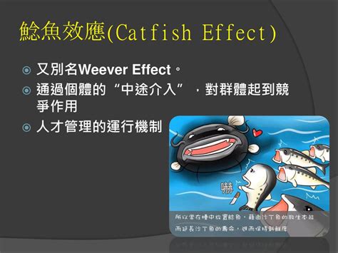 鰷魚效應|管理辭典什麼是「鯰魚效應」？一條鯰魚，喚起其他成。